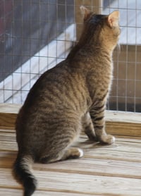 Brownie - Photo 4