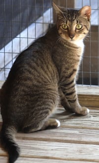 Brownie - Photo 3