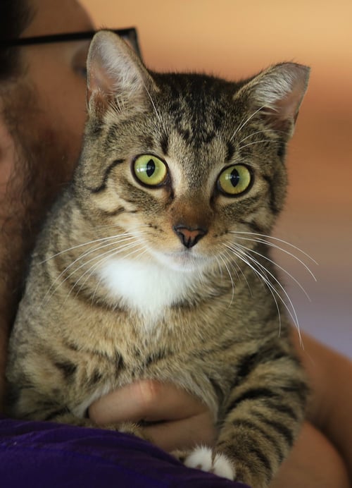 BROWNIE - Domestic Short Hair available for adoption