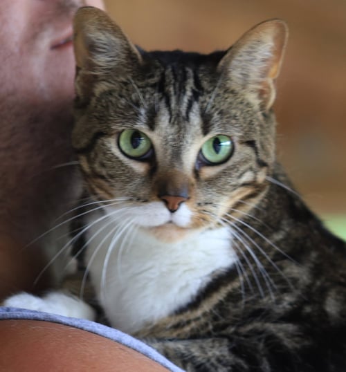 ANGELA - Domestic Short Hair available for adoption