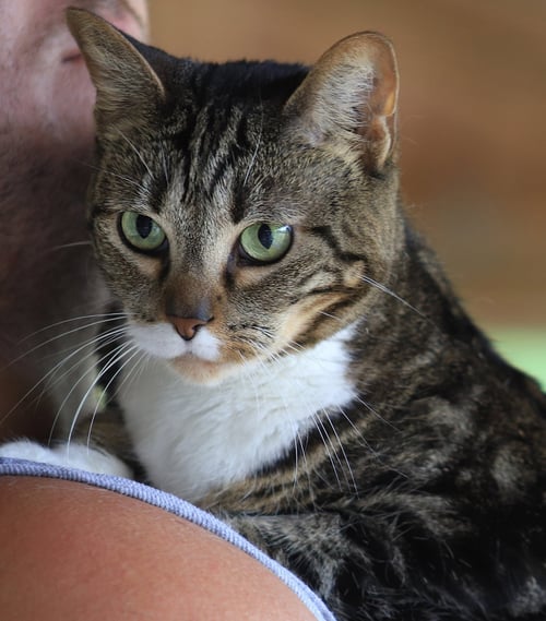 ANGELA - Domestic Short Hair available for adoption