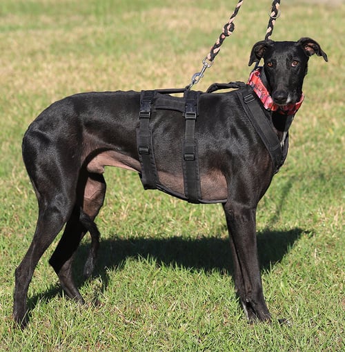 HARLO - Greyhound available for adoption