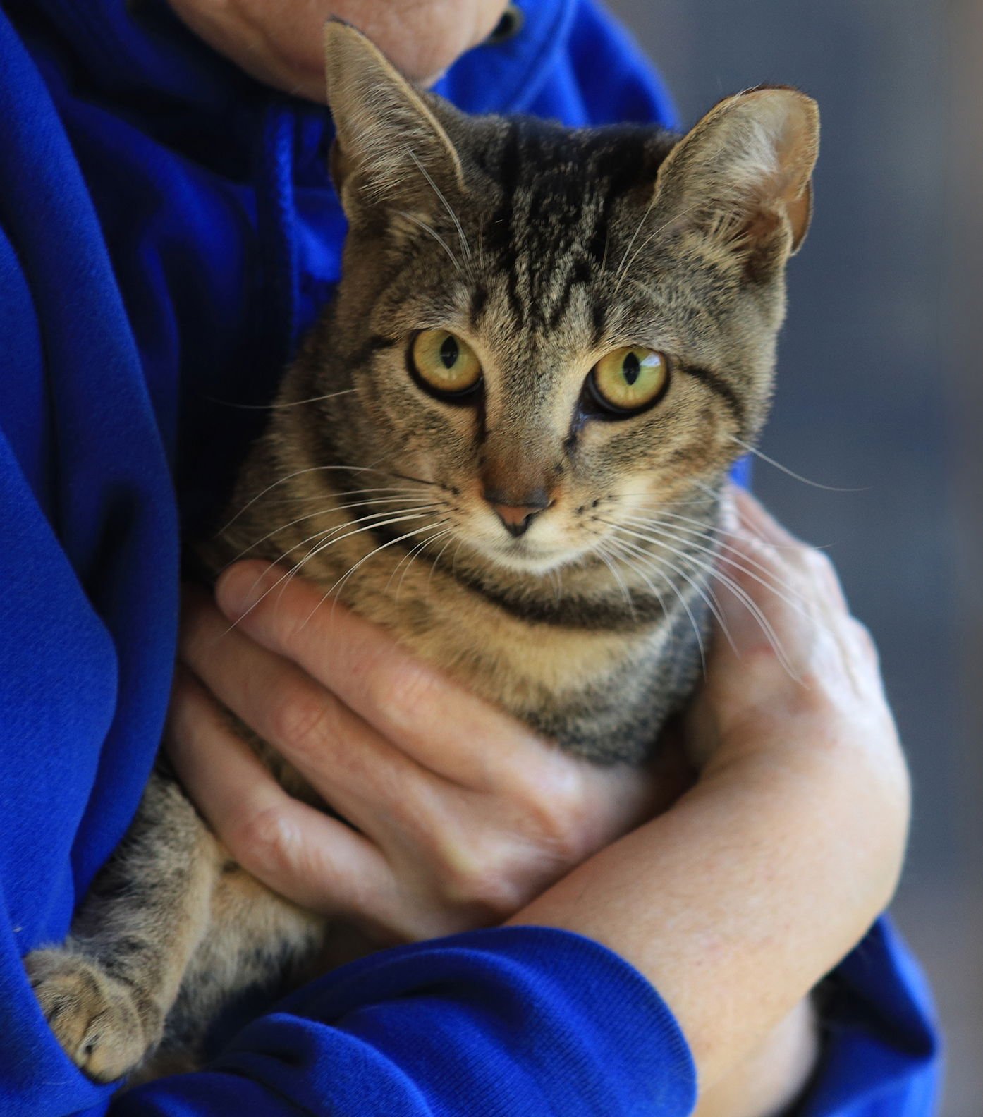 SHADOW - Domestic Short Hair available for adoption