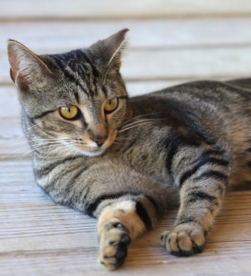 SHADOW - Domestic Short Hair available for adoption