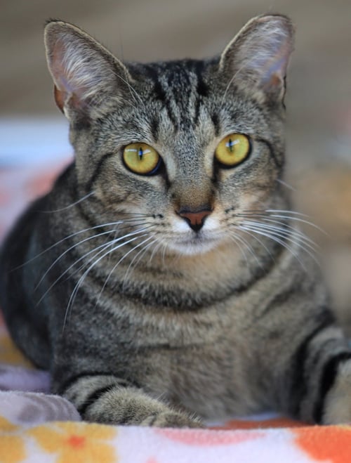 SHADOW - Domestic Short Hair available for adoption