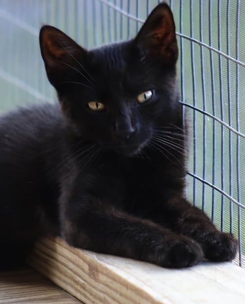 PLUTO - Domestic Short Hair available for adoption