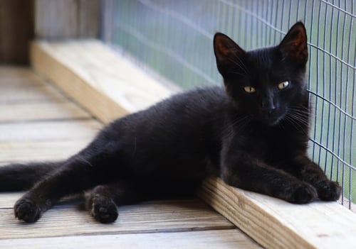 PLUTO - Domestic Short Hair available for adoption