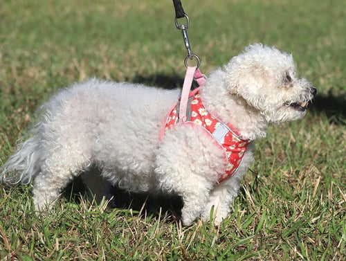 FANNY - Bichon Frise available for adoption