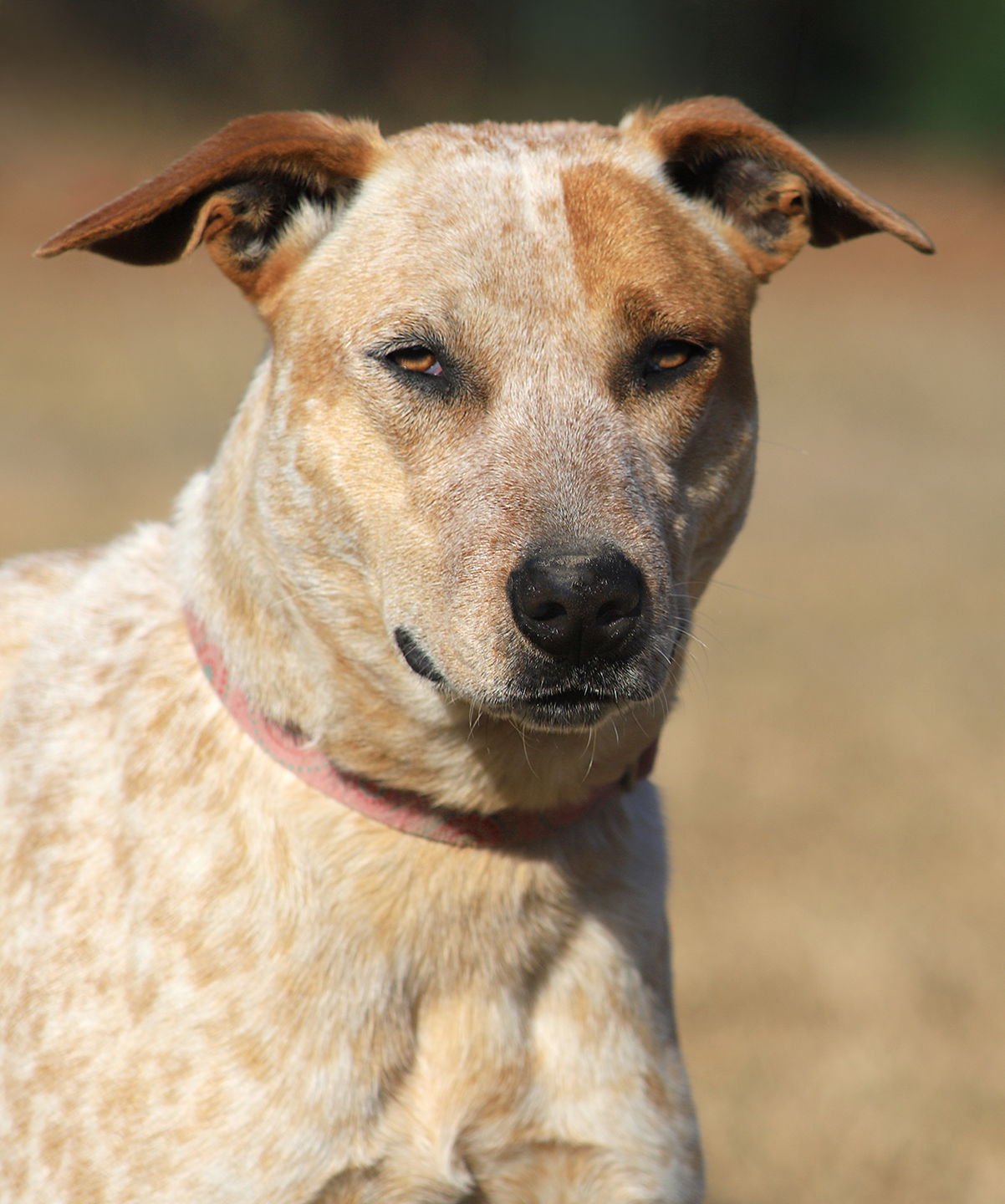 SIENNA - Australian Cattle Dog/Blue Heeler available for adoption
