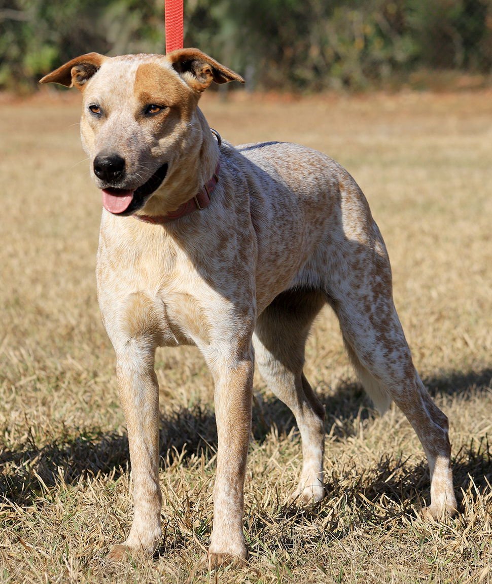 SIENNA - Australian Cattle Dog/Blue Heeler available for adoption