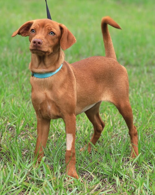 POCKET - Hound available for adoption