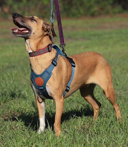 LEVI - Terrier available for adoption