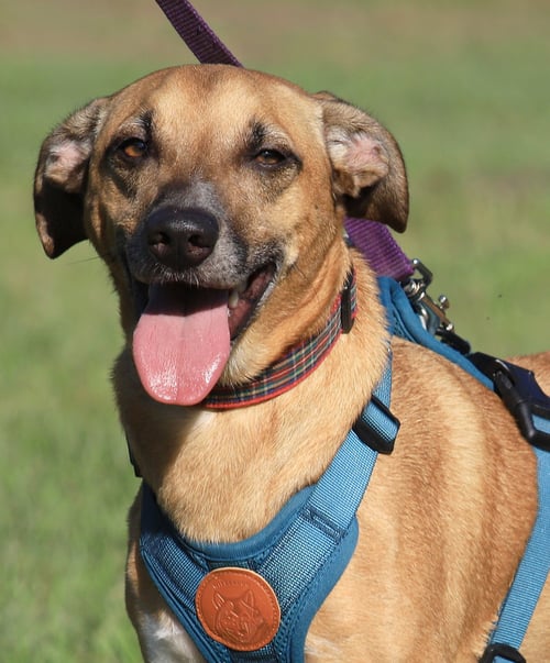 LEVI - Terrier available for adoption