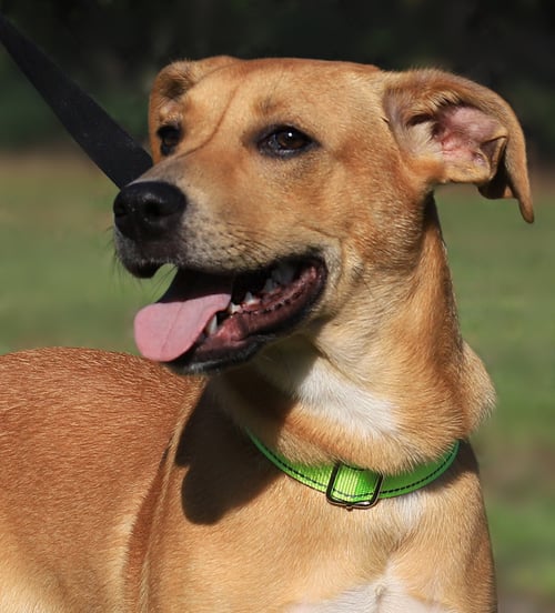 AGNES - Labrador Retriever / Black Mouth Cur available for adoption