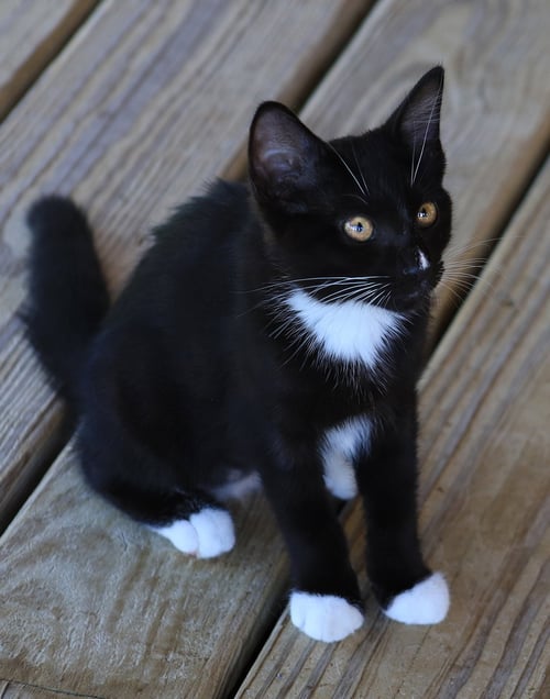 DAISY - Domestic Short Hair available for adoption
