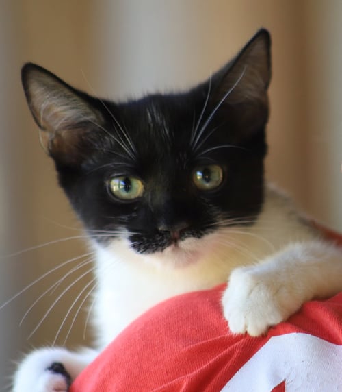 PETUNIA