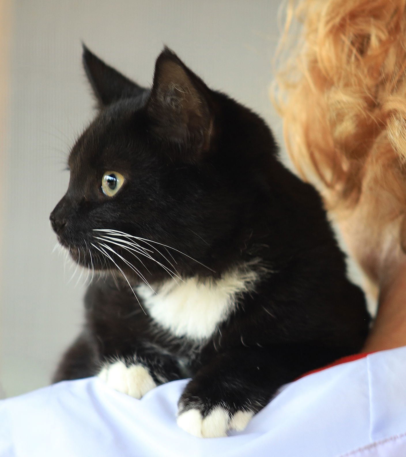 ADAM - Domestic Short Hair available for adoption