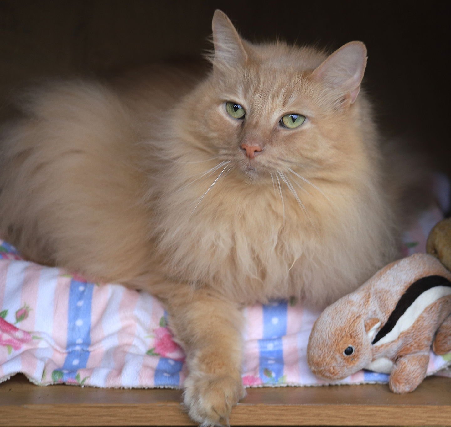 NICO - Domestic Long Hair available for adoption