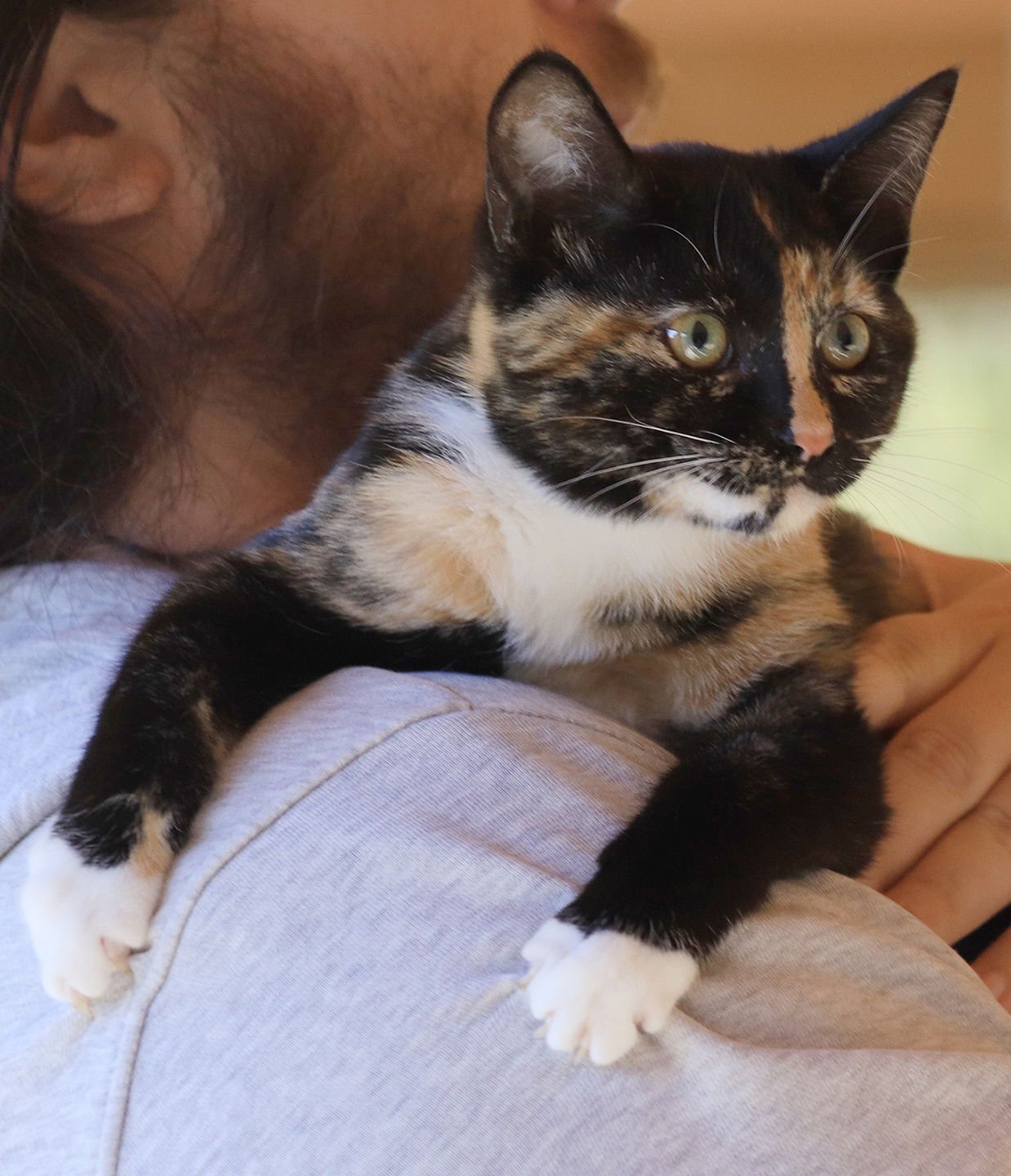 ADELE - Domestic Short Hair available for adoption