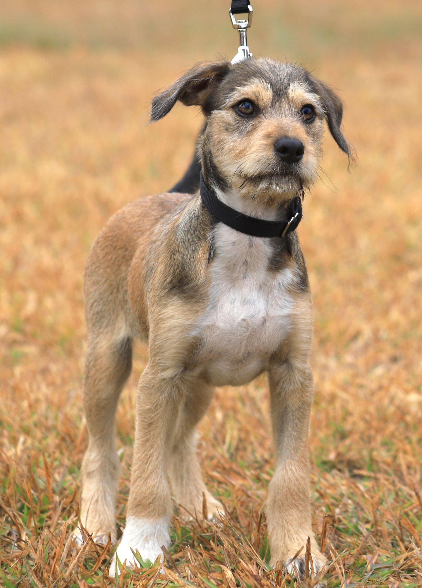 RAZZLES - Hound available for adoption