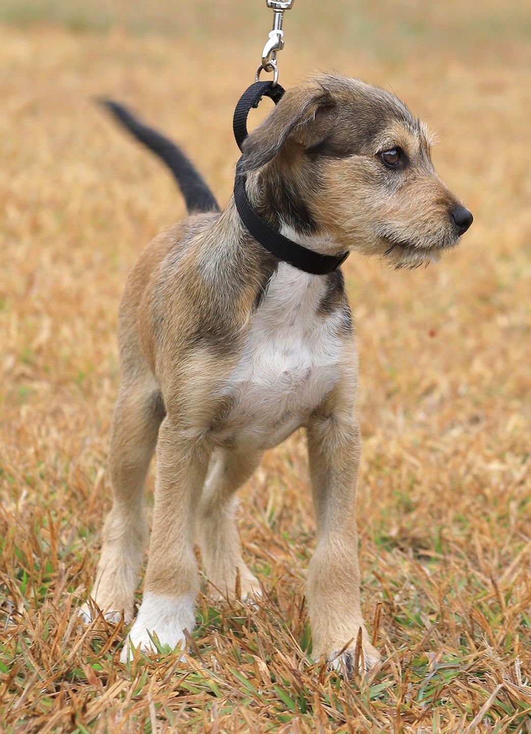 RAZZLES - Hound available for adoption