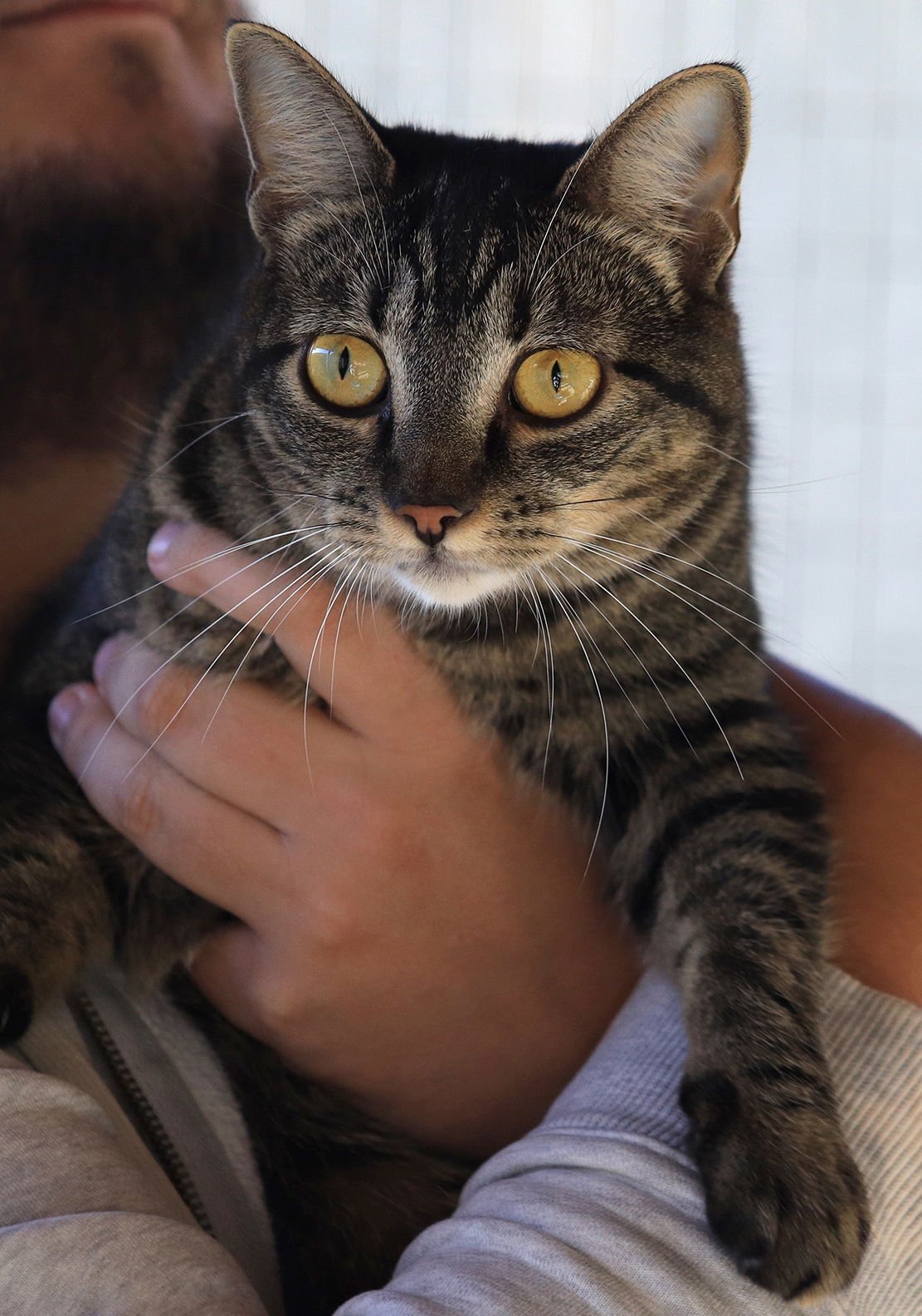 JIMMY - CSC - Domestic Short Hair available for adoption