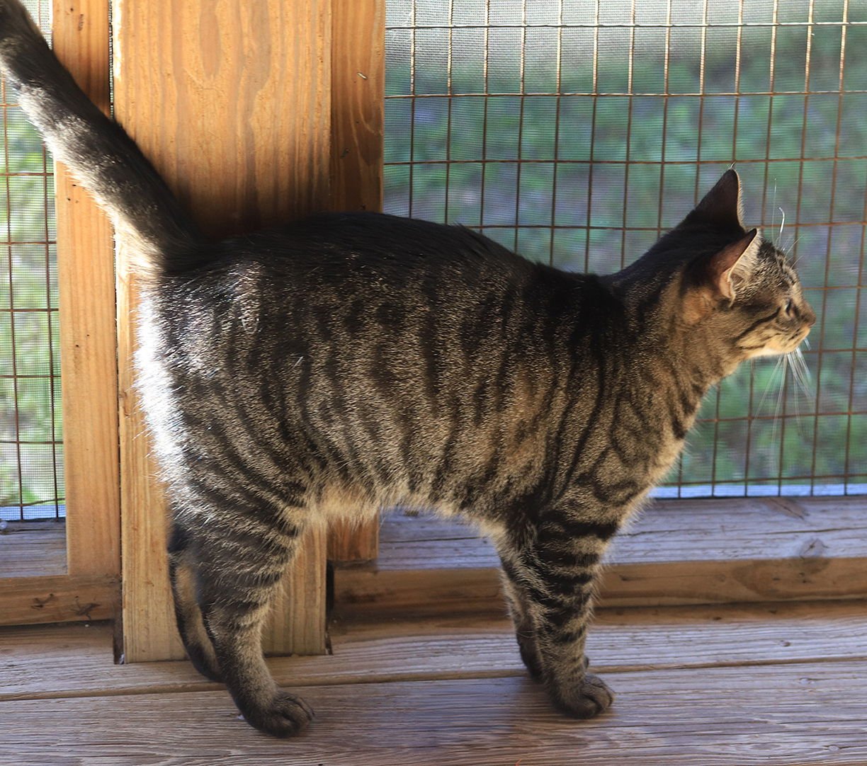 JIMMY - CSC - Domestic Short Hair available for adoption