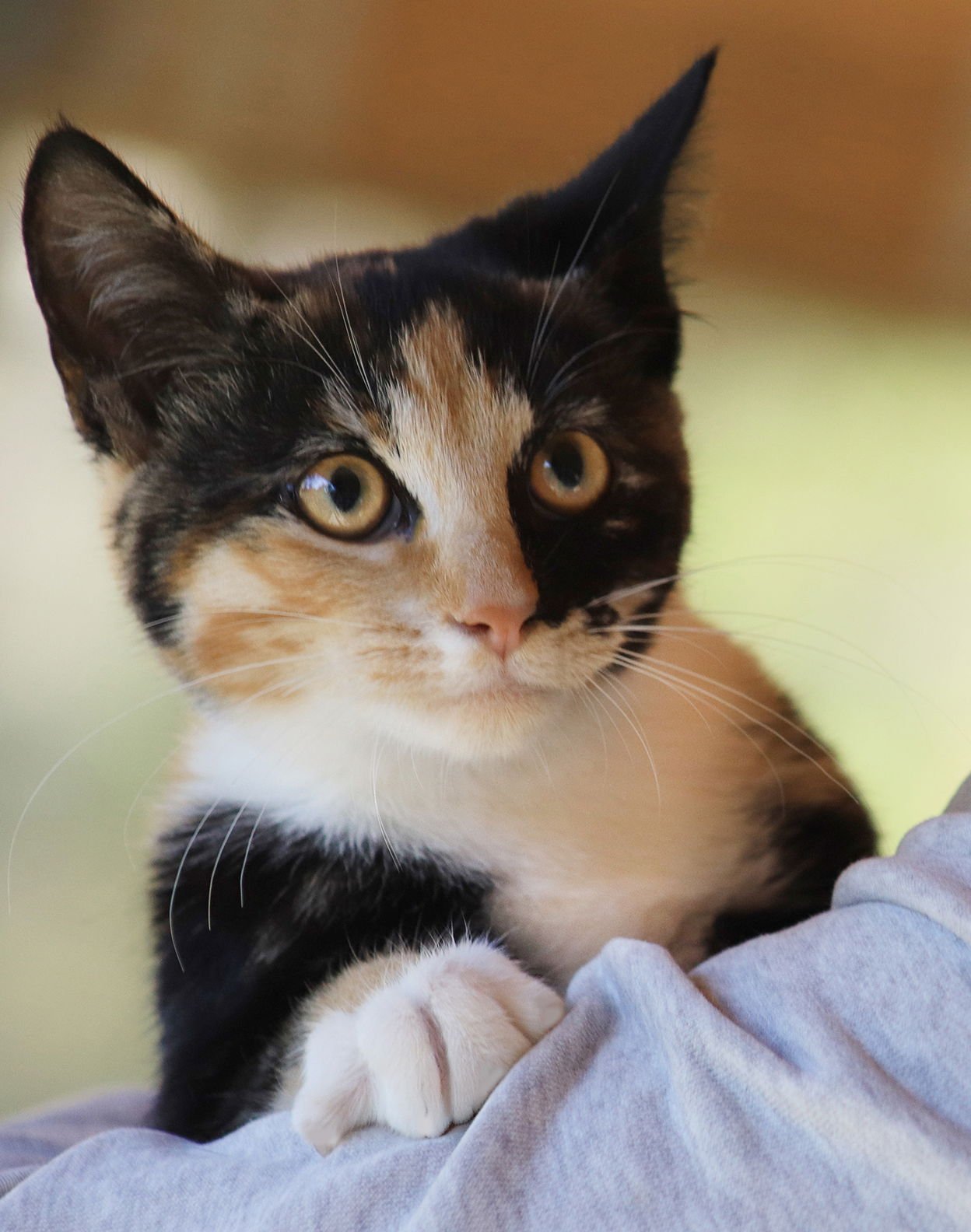 ARETHA - Domestic Short Hair available for adoption