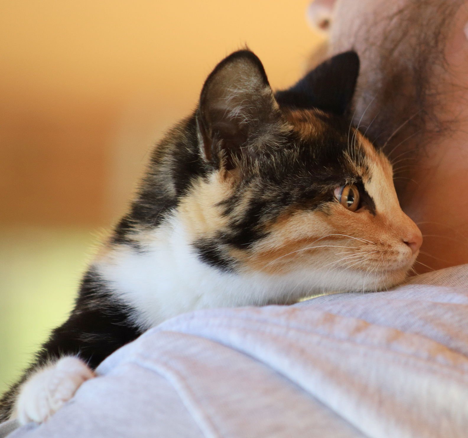 ARETHA - Domestic Short Hair available for adoption