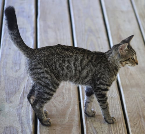 MARYANN - Domestic Short Hair available for adoption
