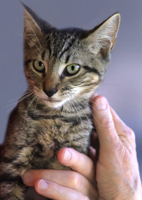 MARYANN - Domestic Short Hair available for adoption
