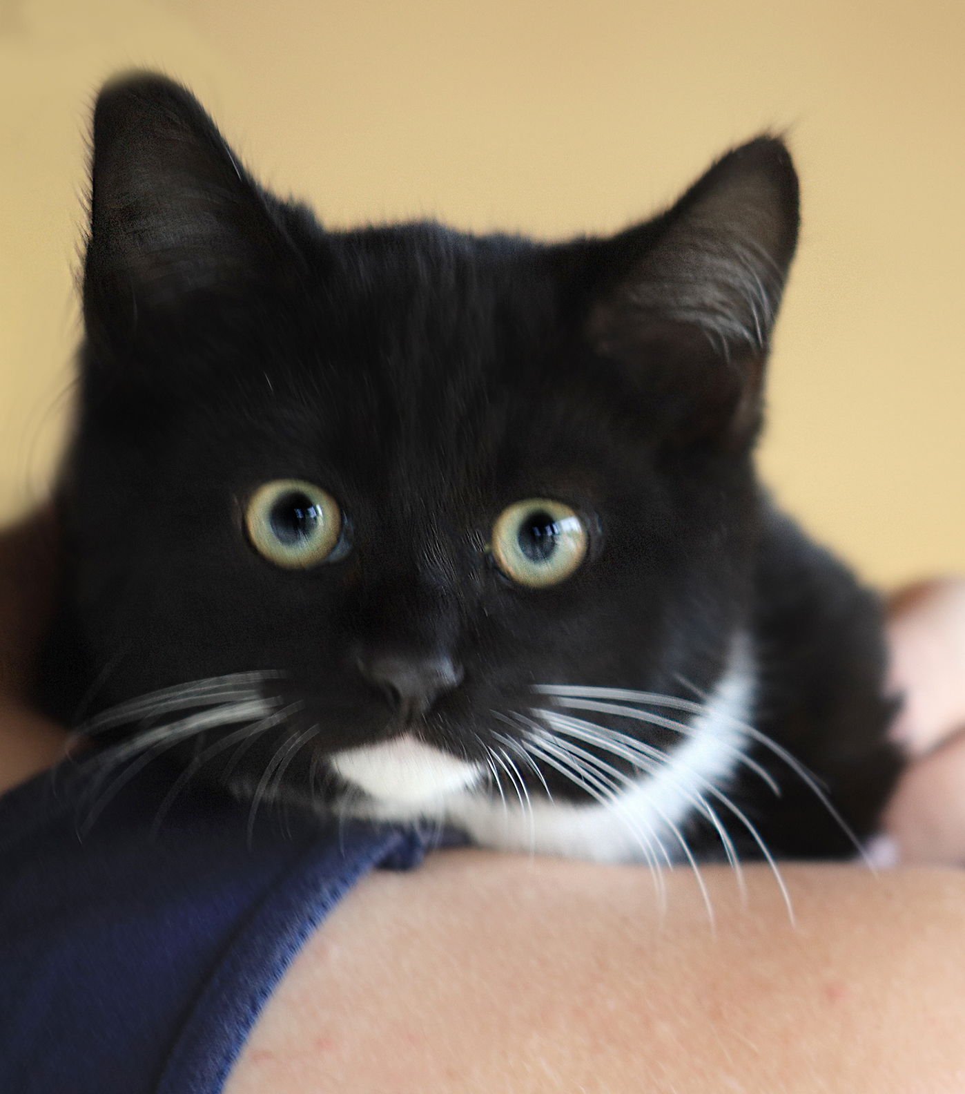 JUSTIN - Domestic Medium Hair available for adoption