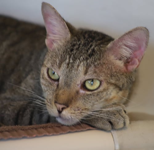 LIL BOY - Domestic Short Hair available for adoption