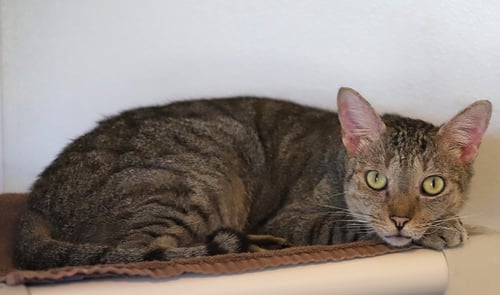 LIL BOY - Domestic Short Hair available for adoption