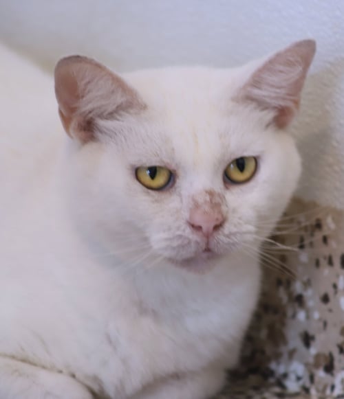 ATHENA - Domestic Short Hair available for adoption