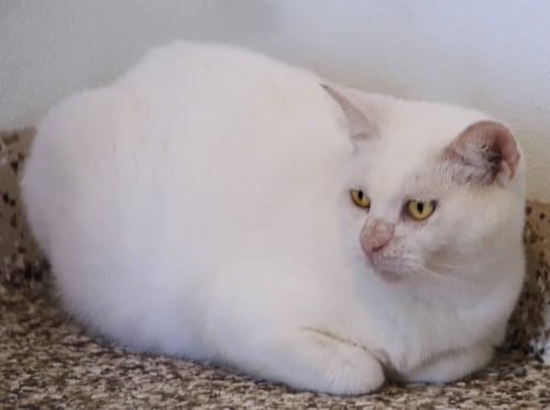 ATHENA - Domestic Short Hair available for adoption