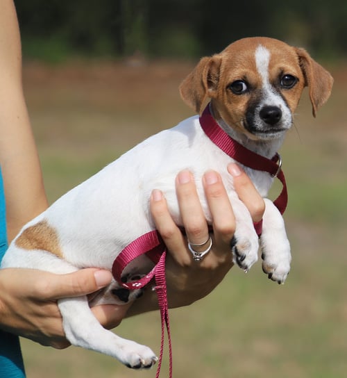 MOOSE - Chihuahua available for adoption