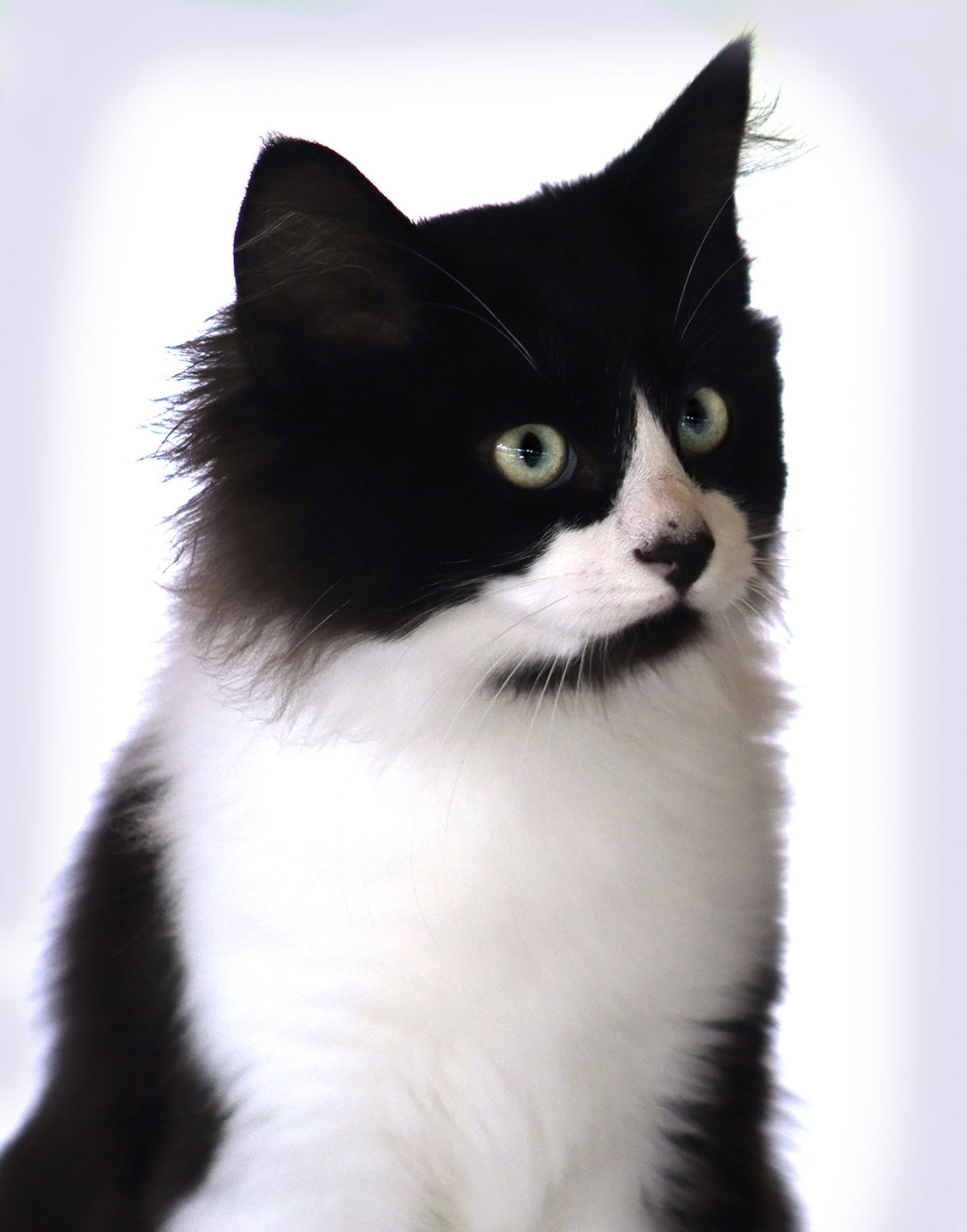 ELTON - Domestic Medium Hair available for adoption