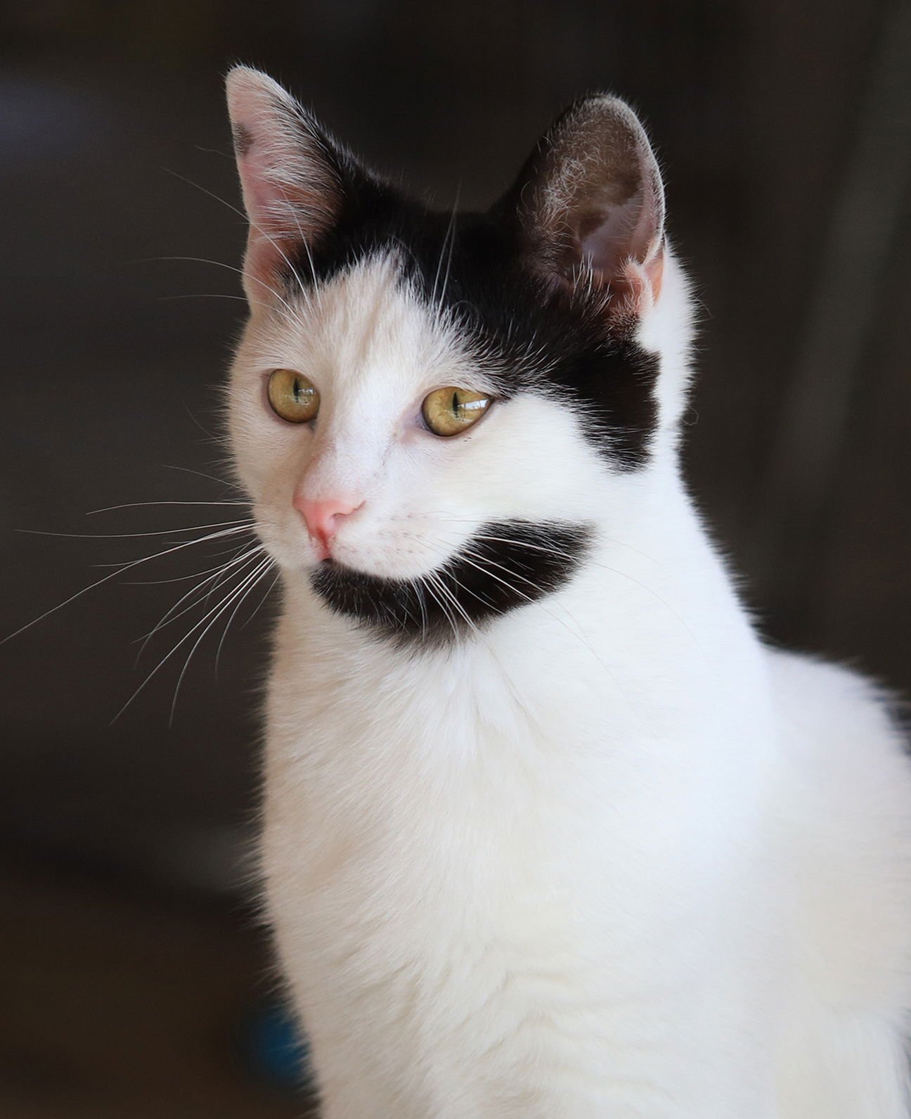 JASMINE - Domestic Short Hair available for adoption