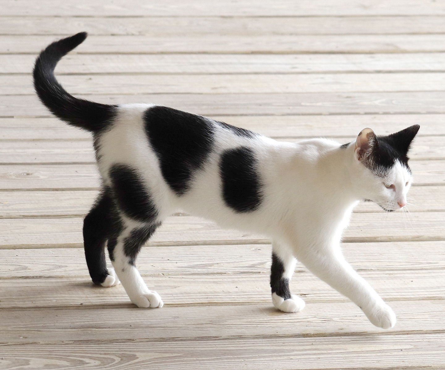 JASMINE - Domestic Short Hair available for adoption