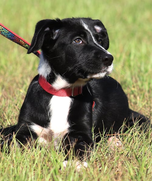 SAGE - Hound available for adoption