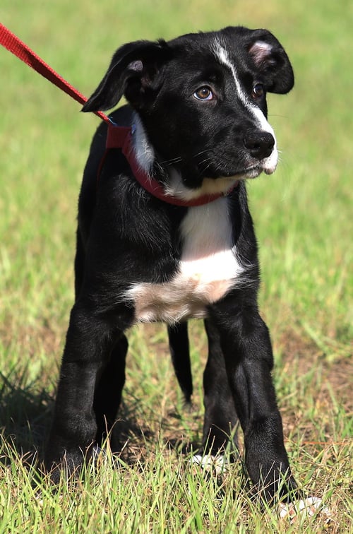 SAGE - Hound available for adoption