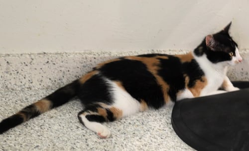 CIDER - Domestic Short Hair available for adoption