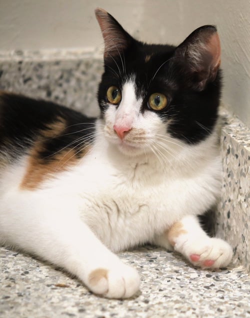 CIDER - Domestic Short Hair available for adoption