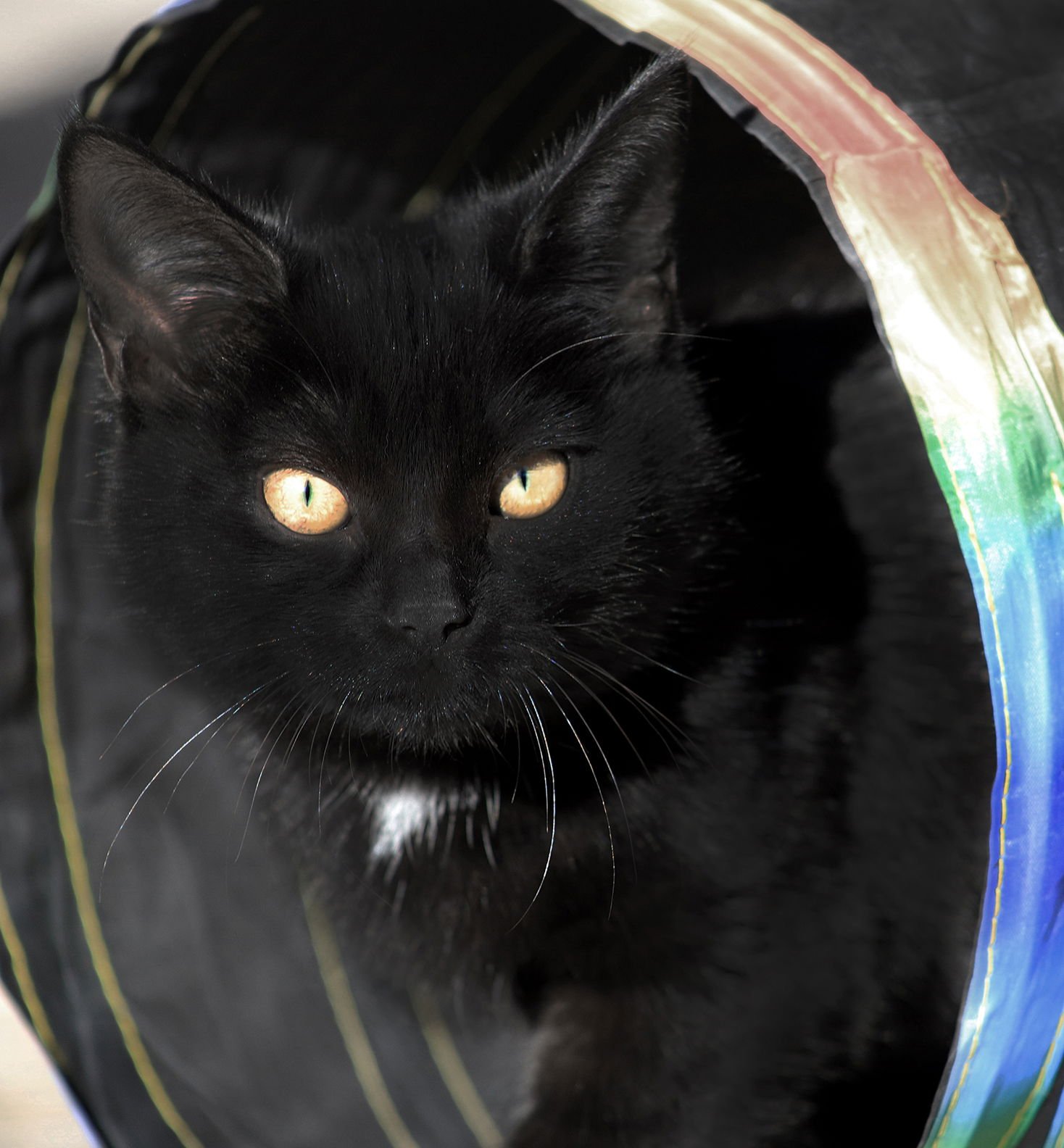 BELLATRIX - Domestic Short Hair available for adoption