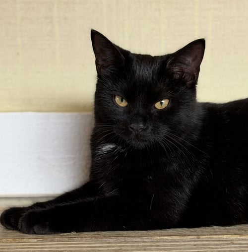 BELLATRIX - Domestic Short Hair available for adoption