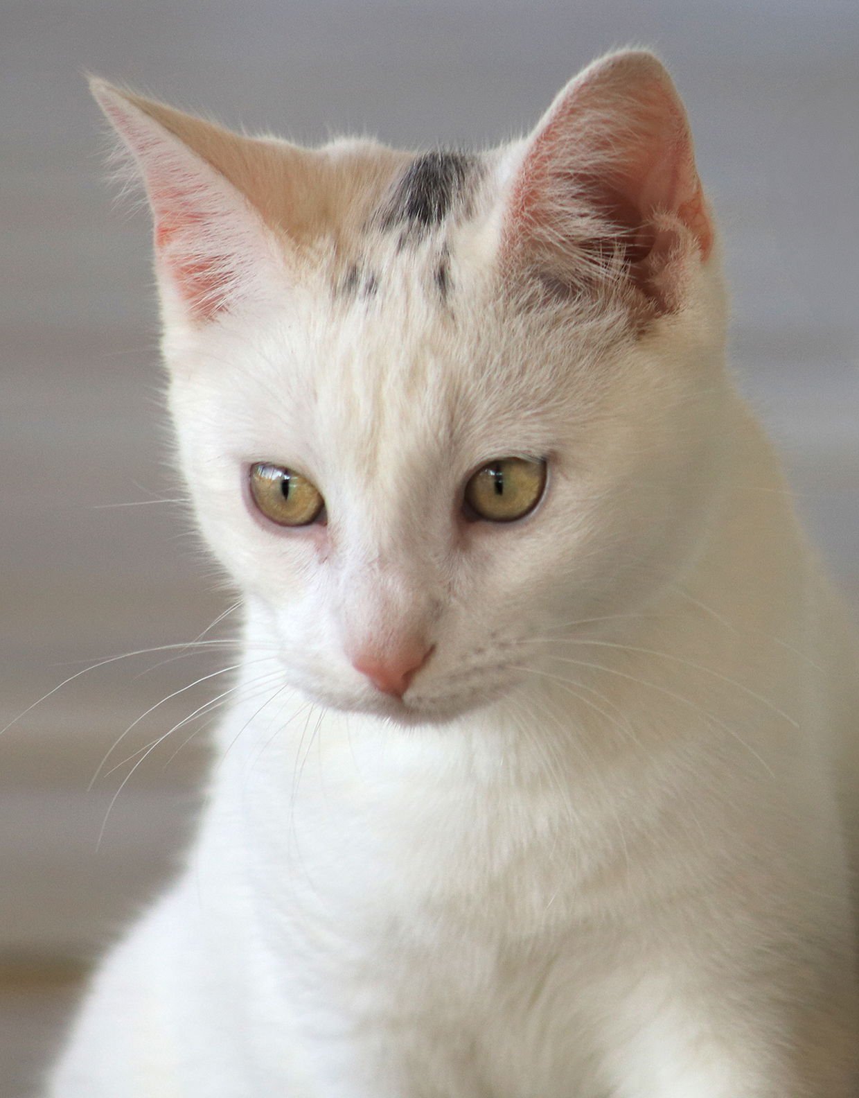 UMLAUT - Domestic Short Hair available for adoption