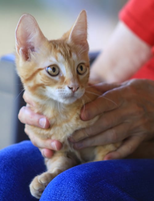 HAN - Domestic Short Hair available for adoption