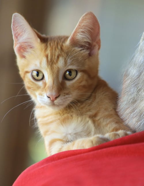 HAN - Domestic Short Hair available for adoption