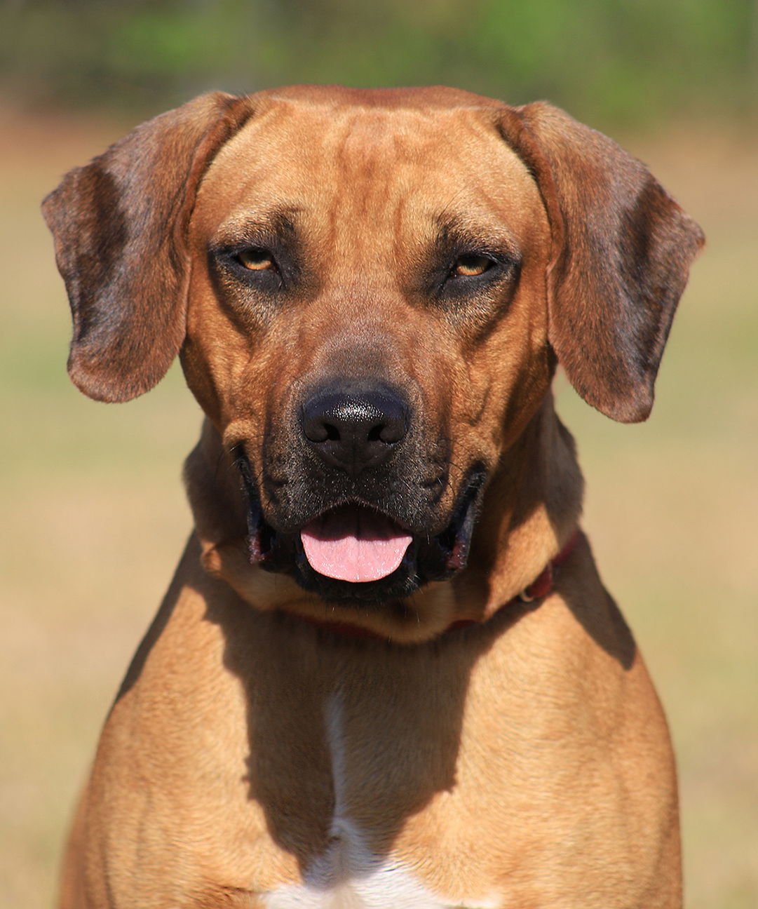 GERALD - Black Mouth Cur available for adoption